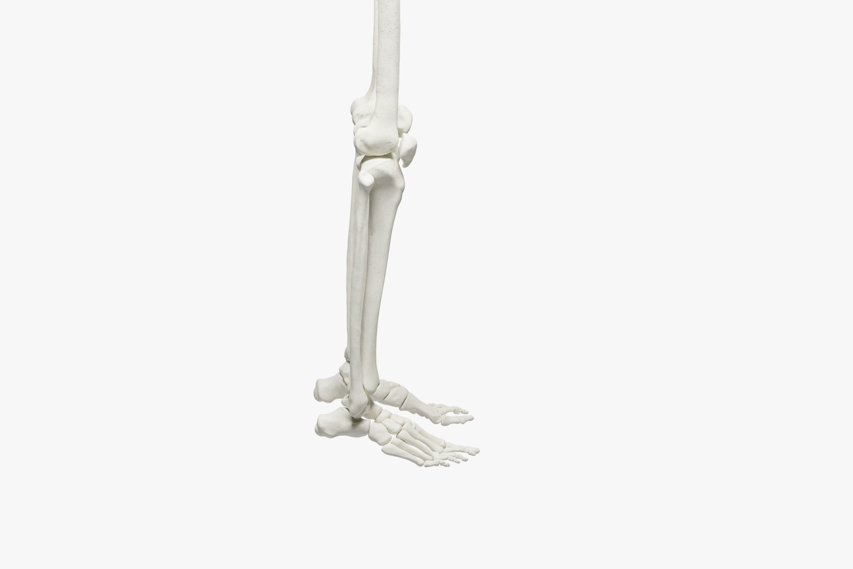 Ultimate 3D Human Skeleton Model - Medically Accurate 3d Model Low-poly 3D model_9