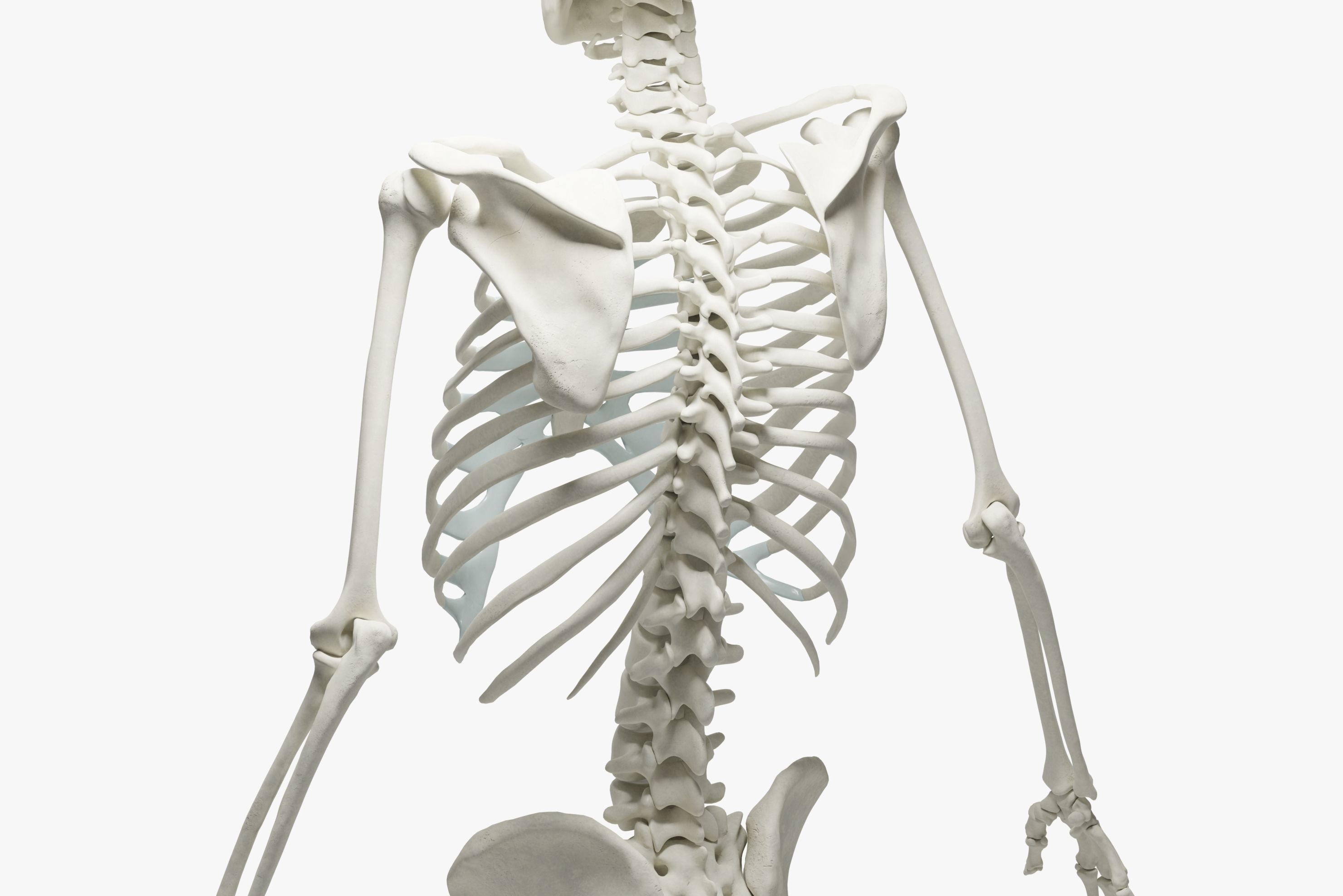  Ultimate 3D Human Skeleton Model - Medically Accurate 3d Model Low-poly 3D model_18
