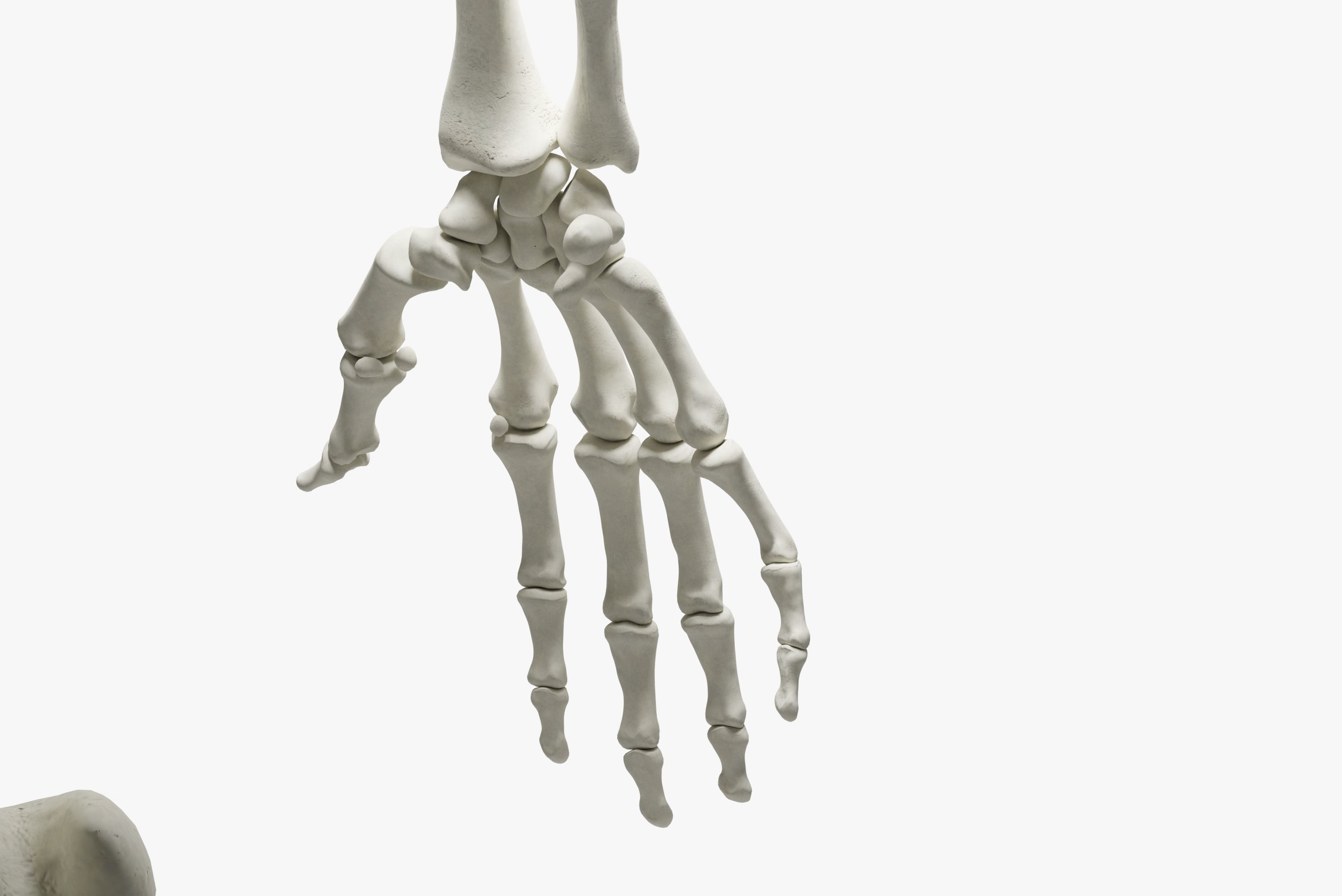  Ultimate 3D Human Skeleton Model - Medically Accurate 3d Model Low-poly 3D model_20