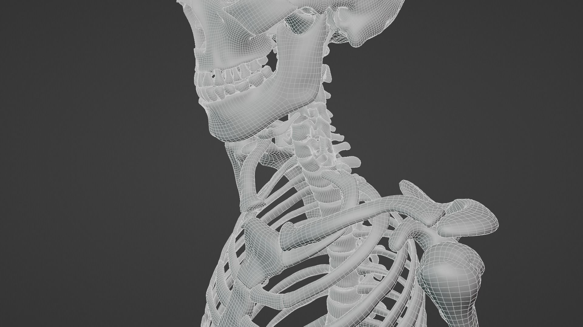 Ultimate 3D Human Skeleton Model - Medically Accurate 3d Model Low-poly 3D model_27