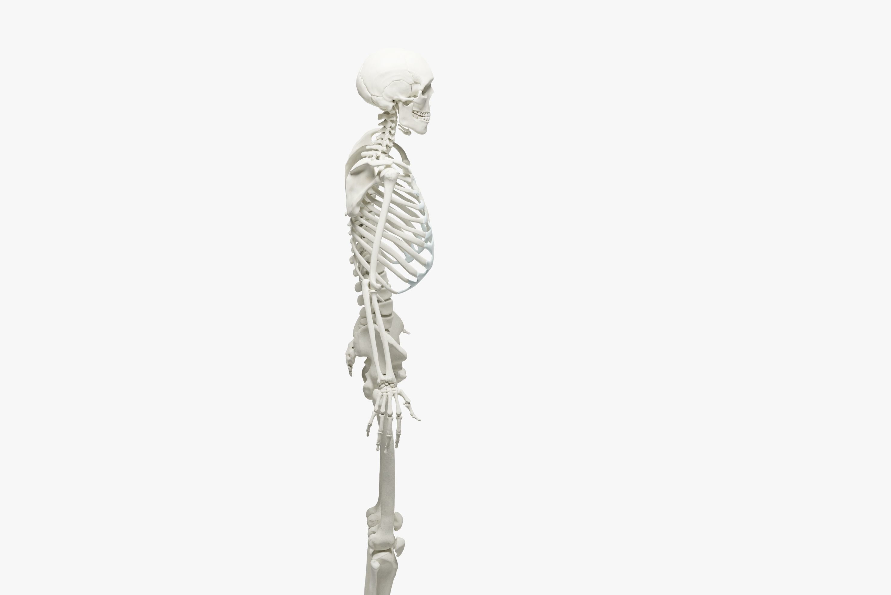  Ultimate 3D Human Skeleton Model - Medically Accurate 3d Model Low-poly 3D model_8
