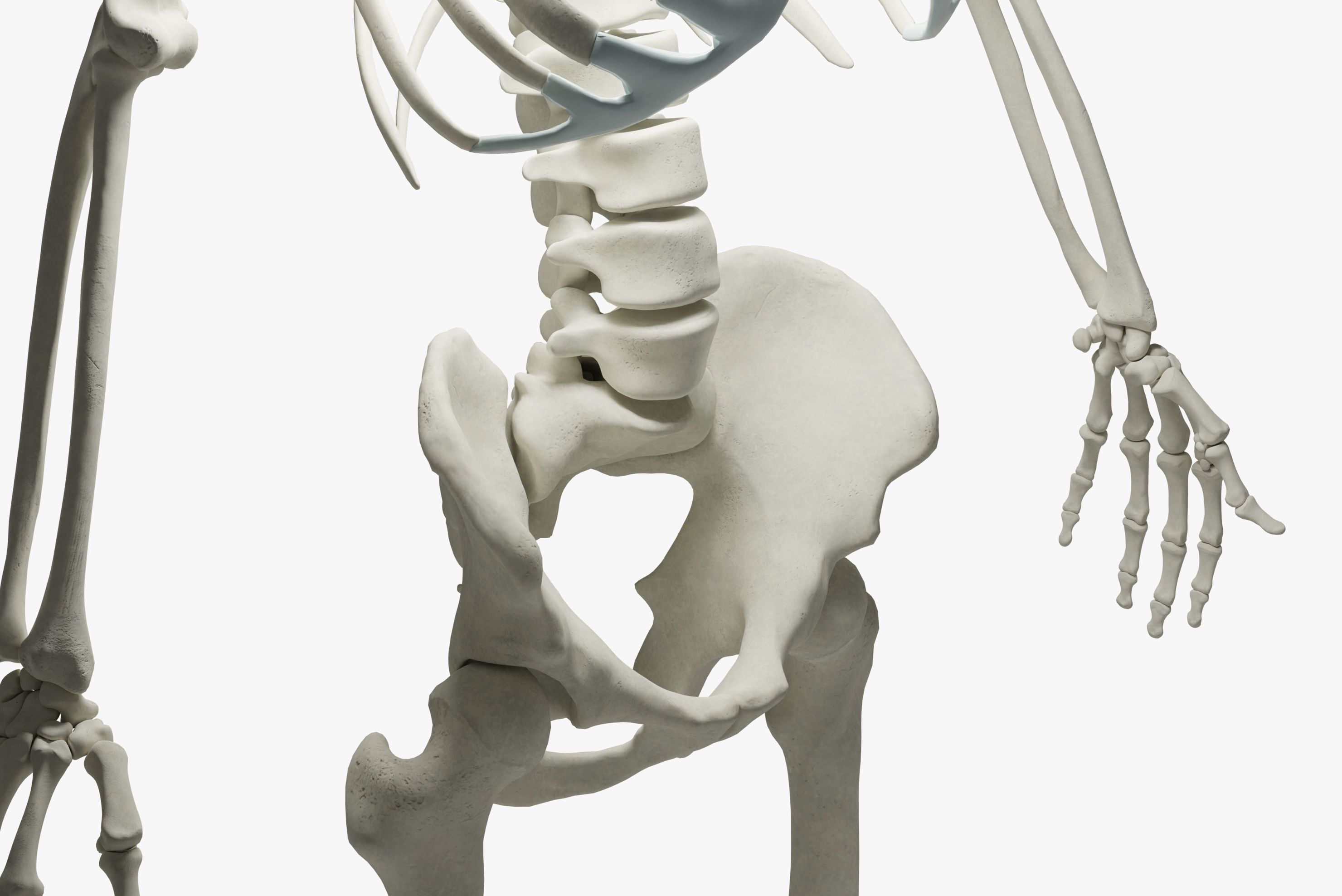  Ultimate 3D Human Skeleton Model - Medically Accurate 3d Model Low-poly 3D model_14