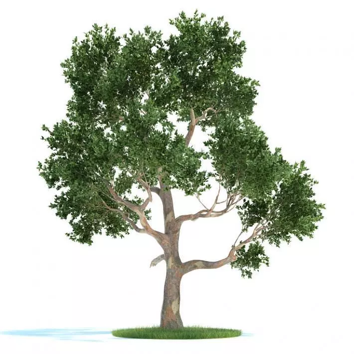 Green Leaf Tree 3D model_0