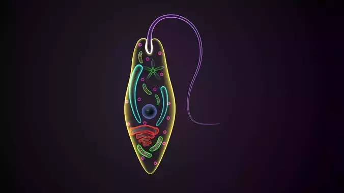 euglena cell with eye 3D model