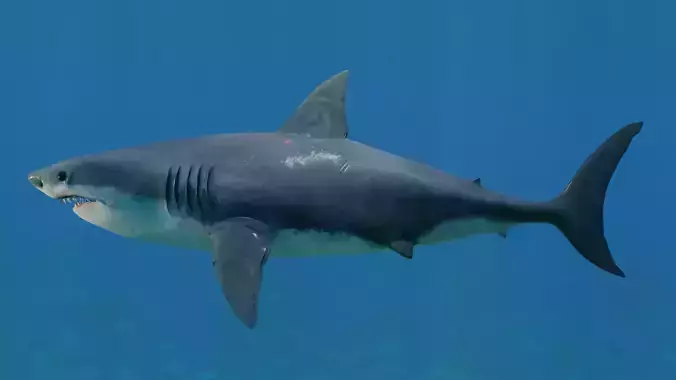 White Shark Low-poly 3D model