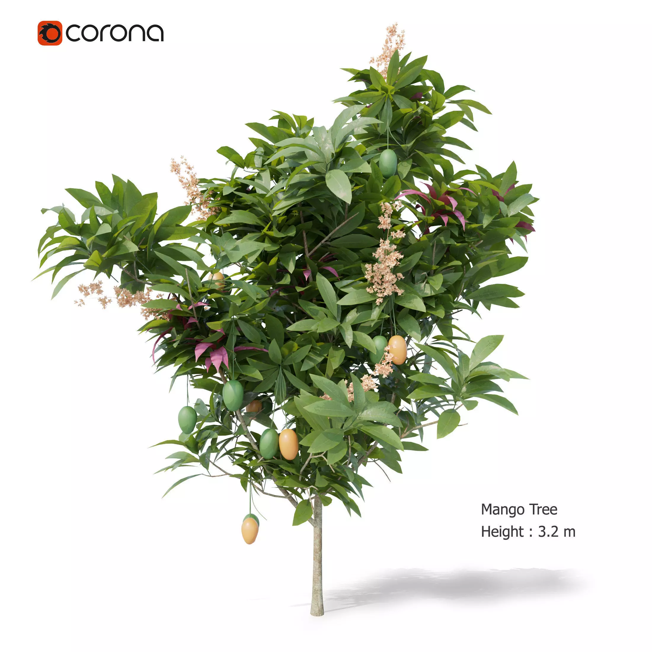 Young Mango Tree 3D model