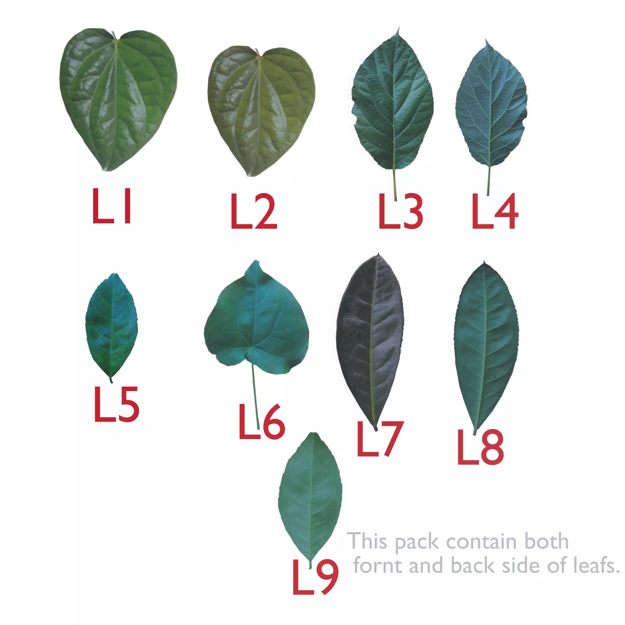Realistic Leaf Texture Low-poly 3D model
