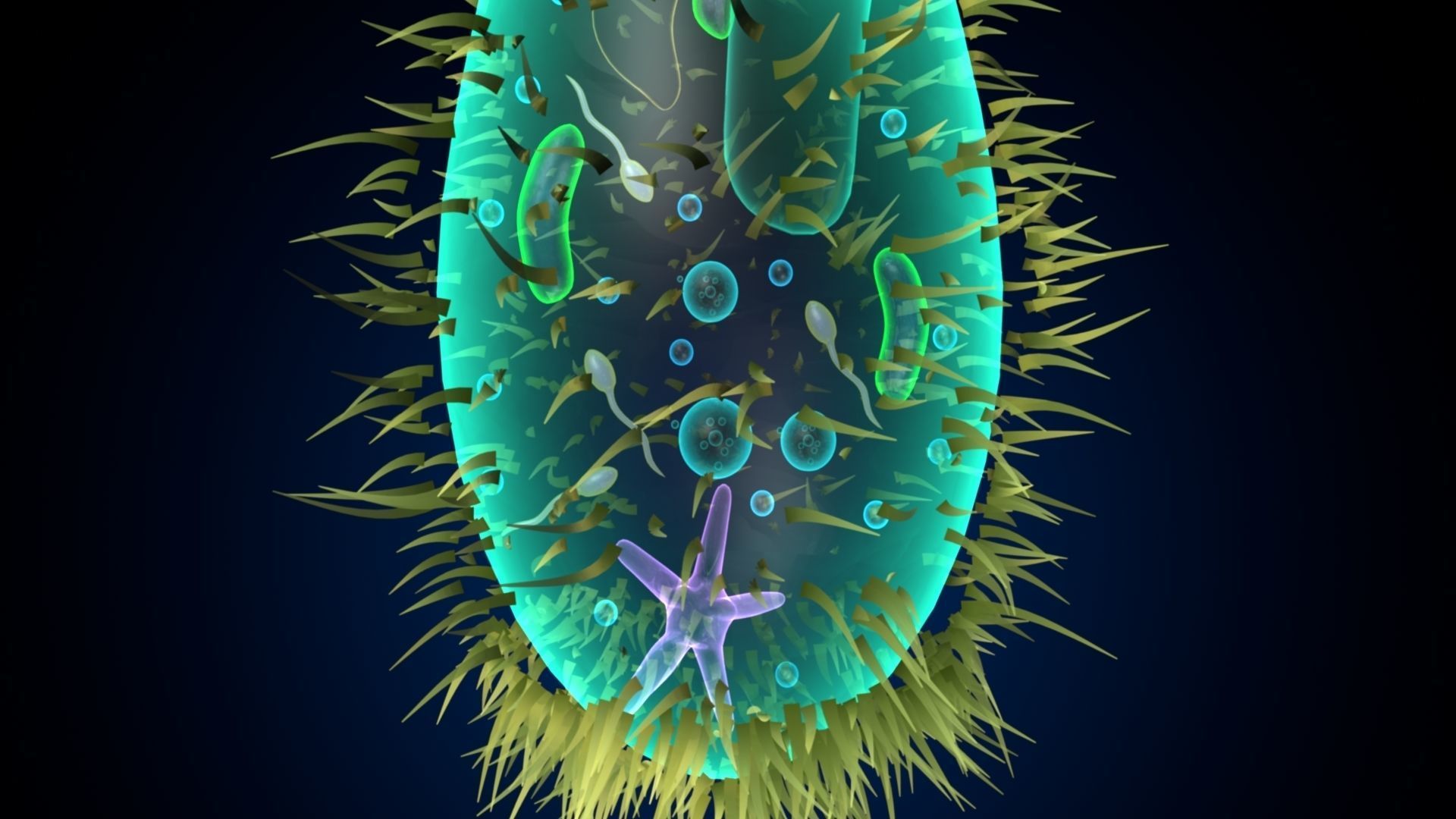 paramecium bacterium 3D model_2