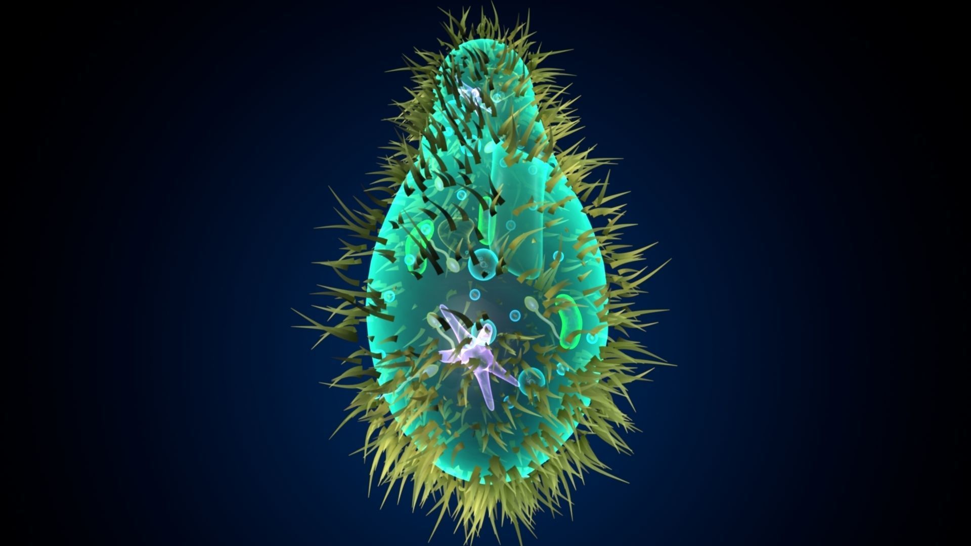 paramecium bacterium 3D model_6