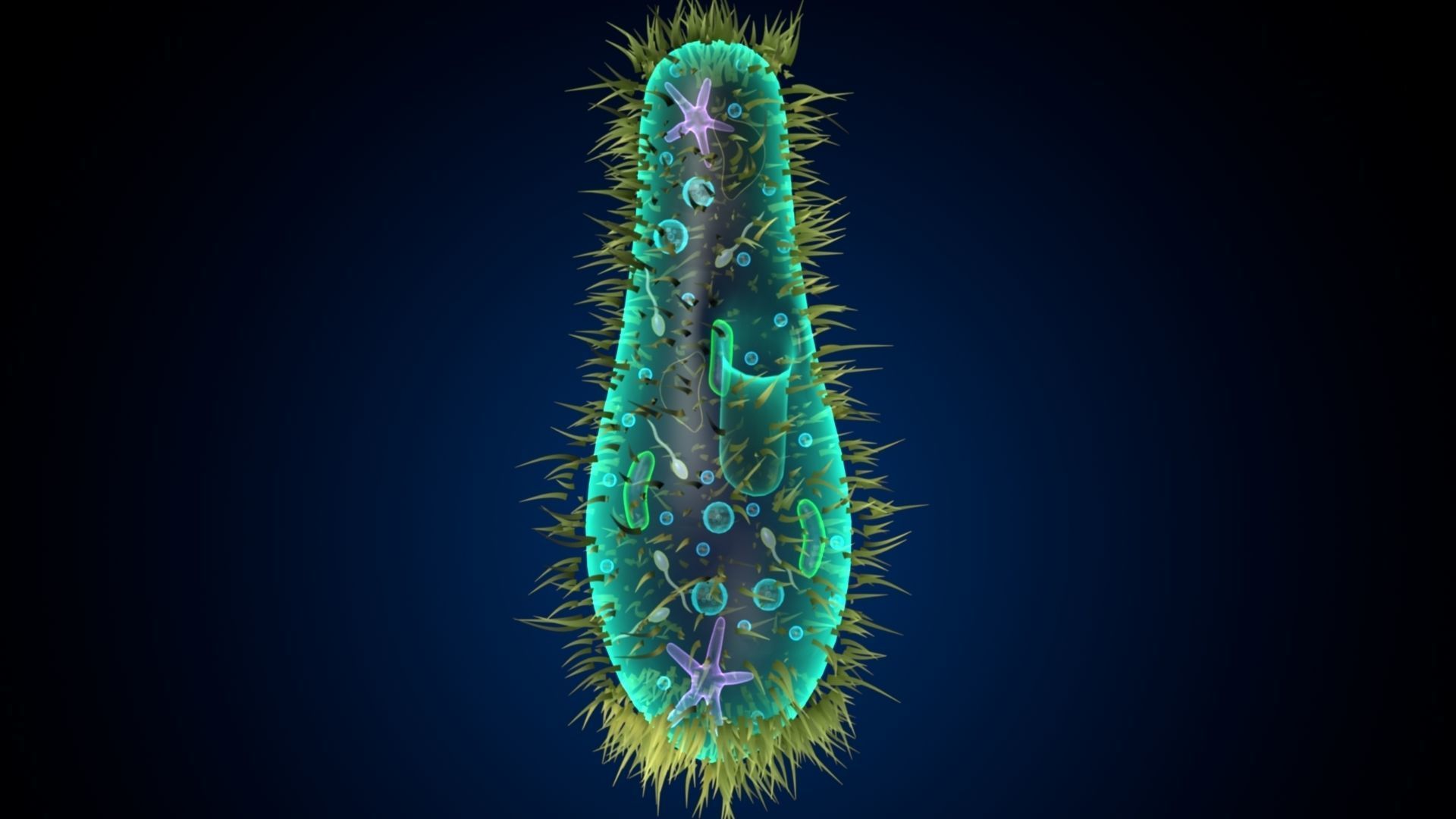paramecium bacterium 3D model_1