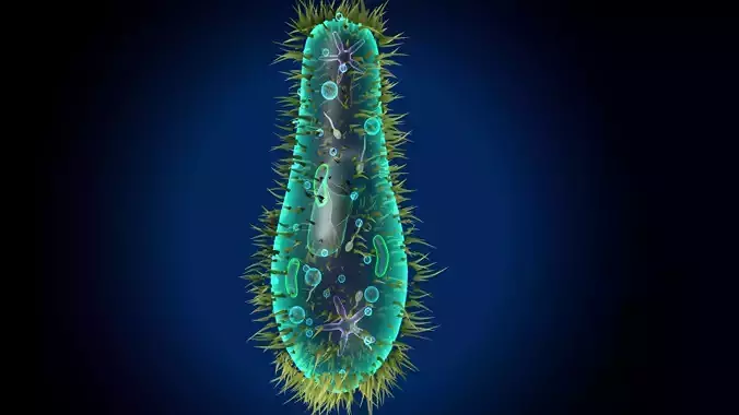 paramecium bacterium