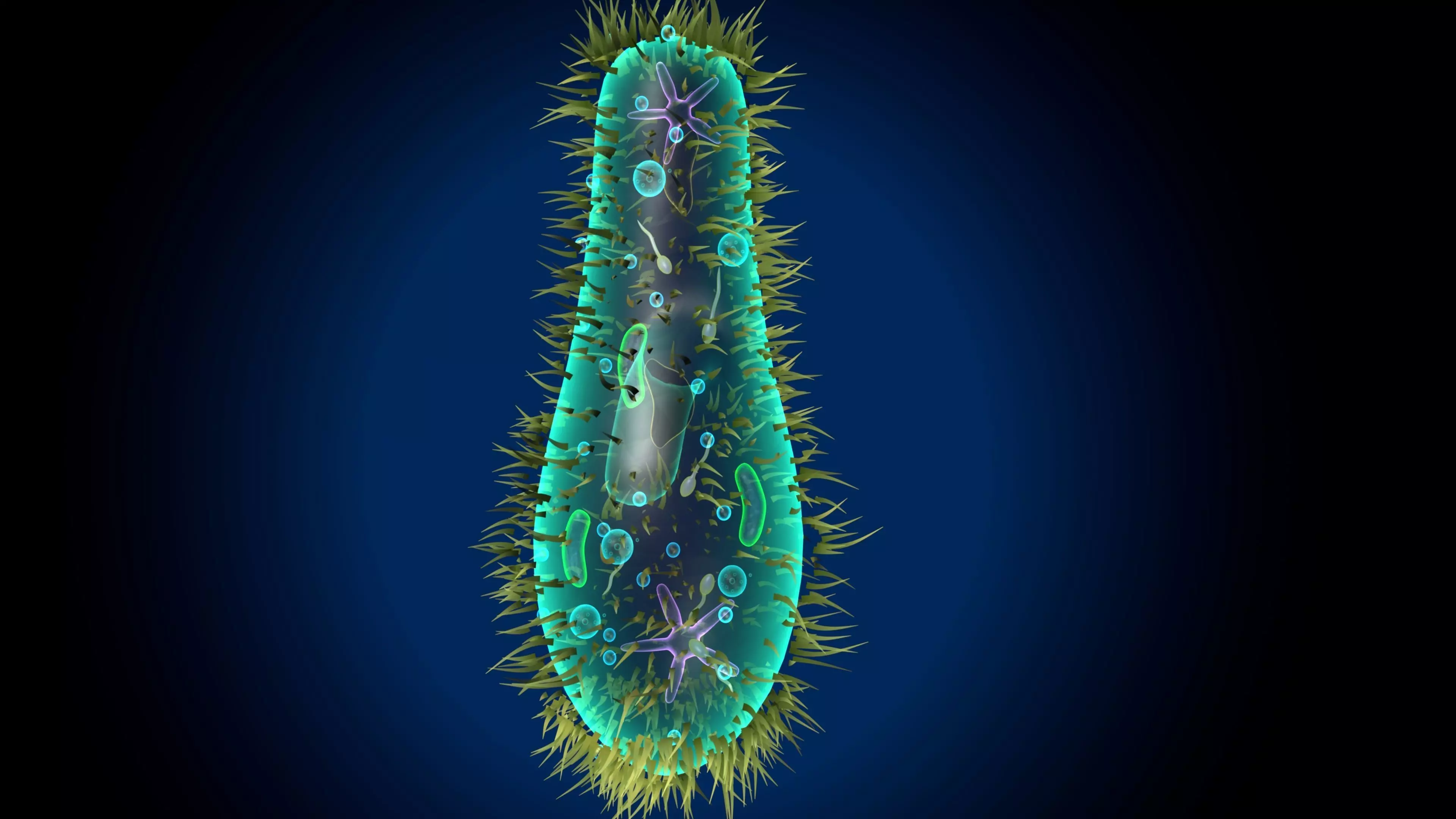 paramecium bacterium 3D model_0