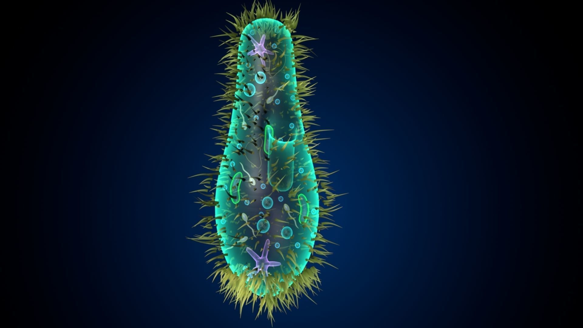 paramecium bacterium 3D model_3