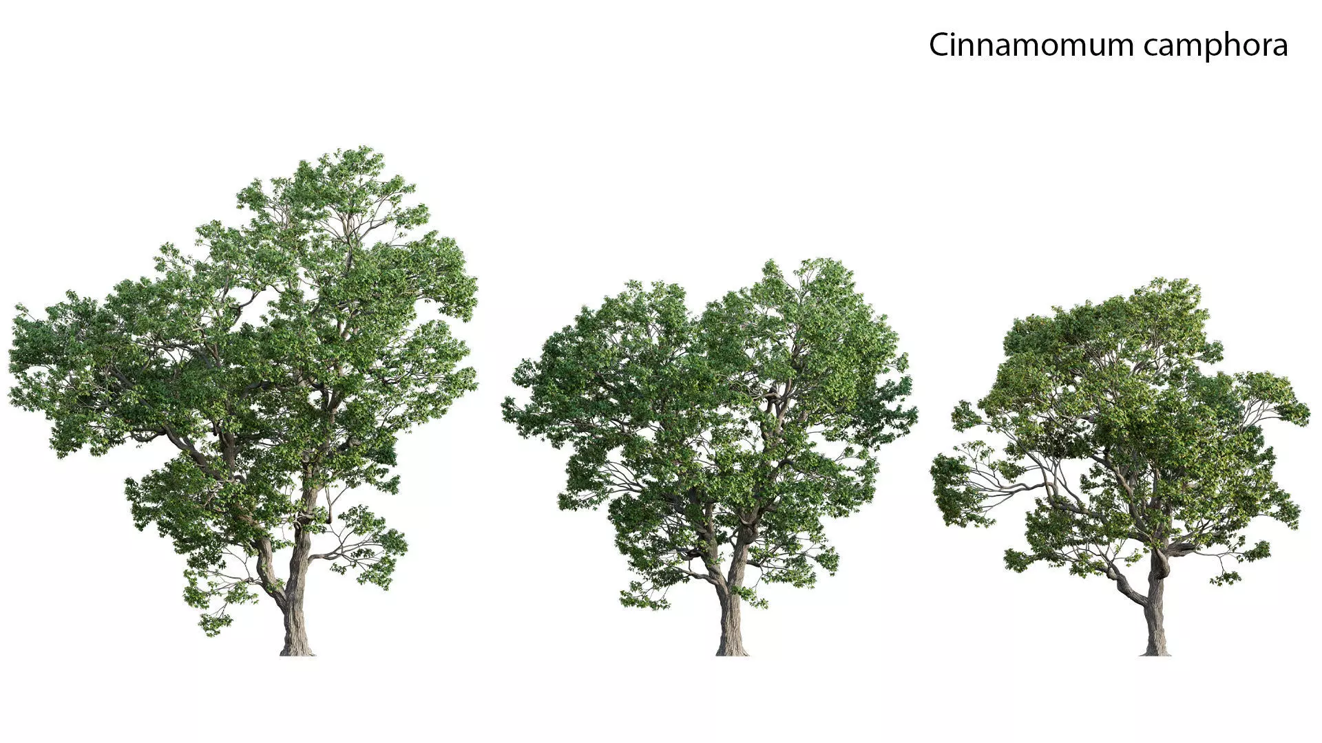 Cinnamomum camphora 3D model_0