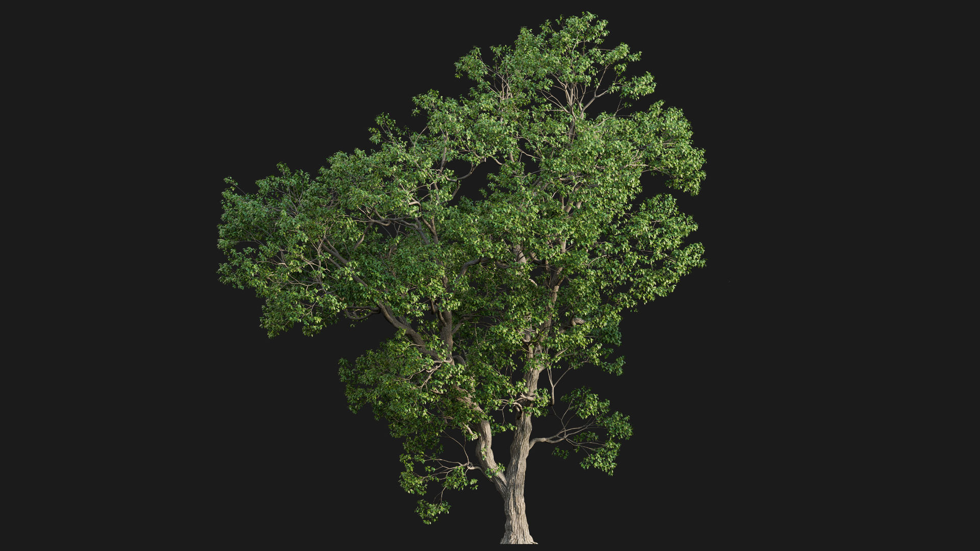 Cinnamomum camphora 3D model_4