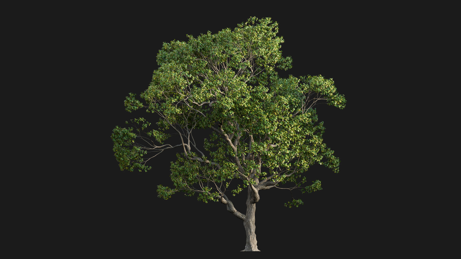 Cinnamomum camphora 3D model_6