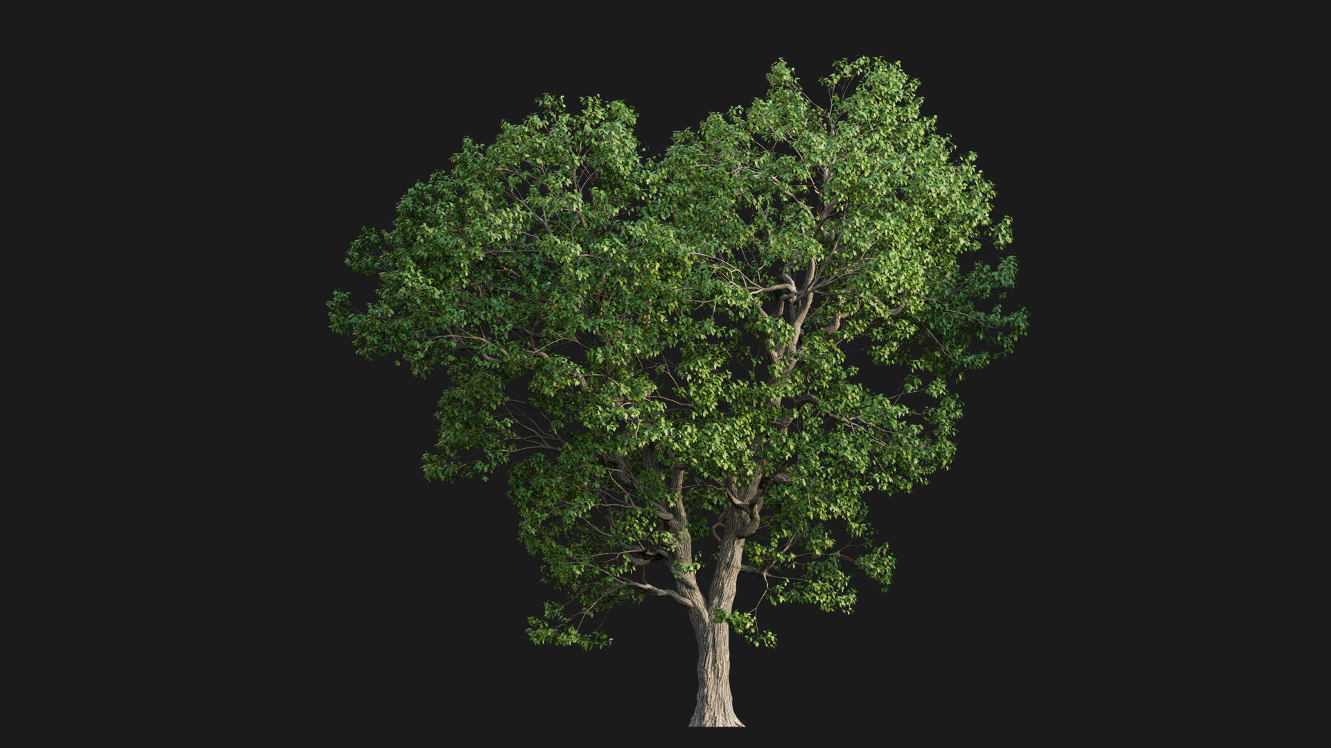 Cinnamomum camphora 3D model_5