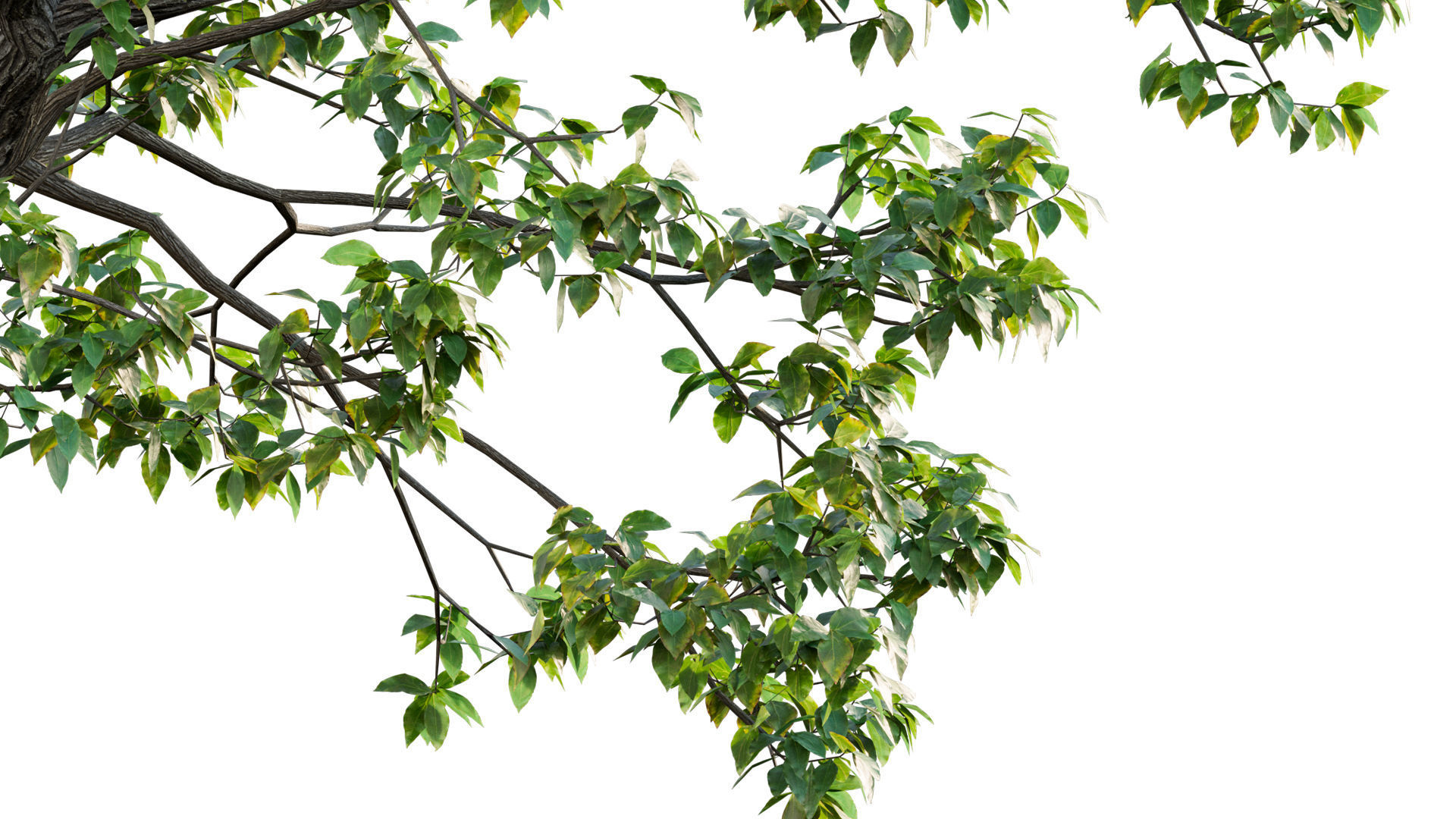 Cinnamomum camphora 02 3D model_1