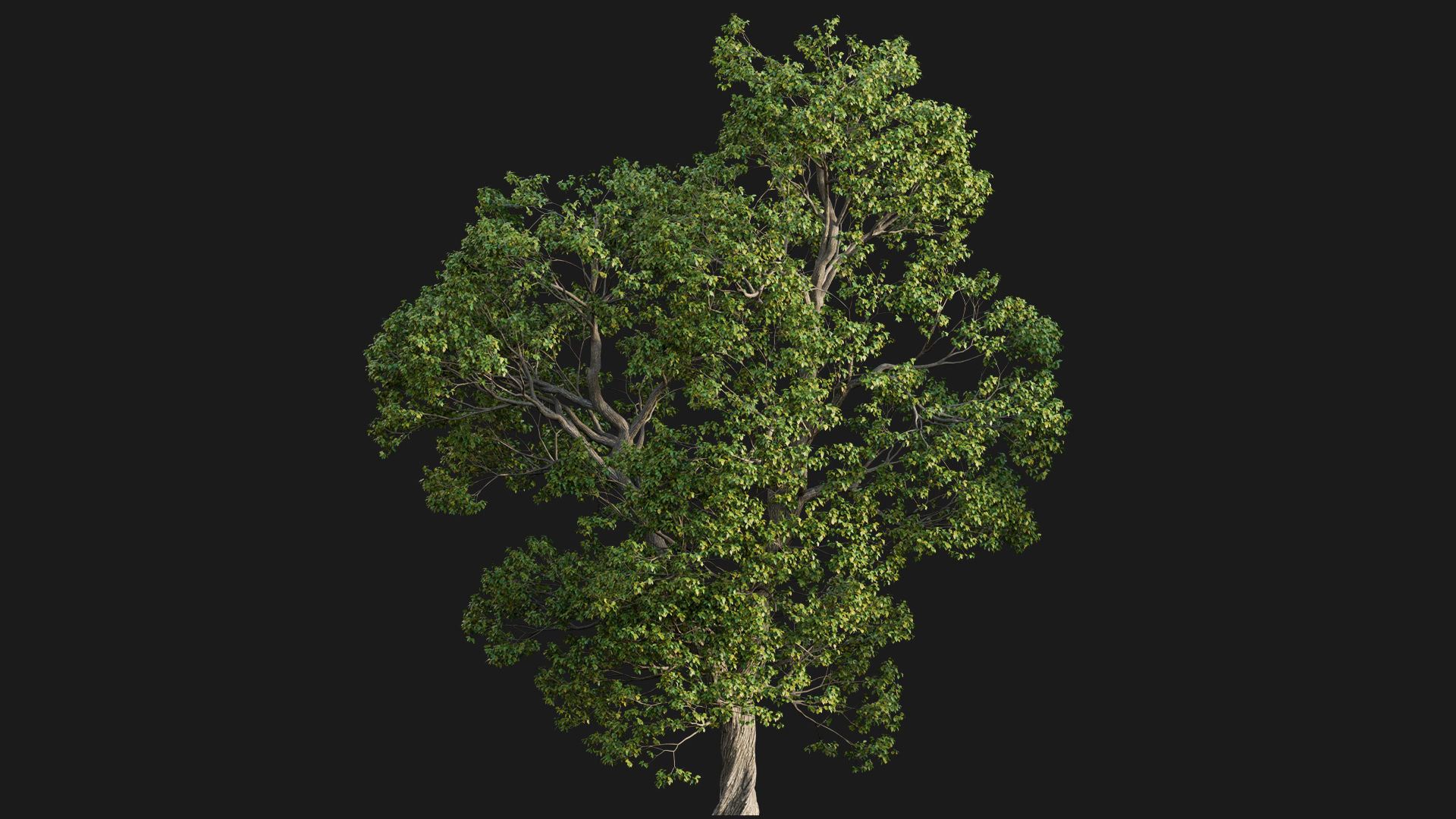 Cinnamomum camphora 02 3D model_4