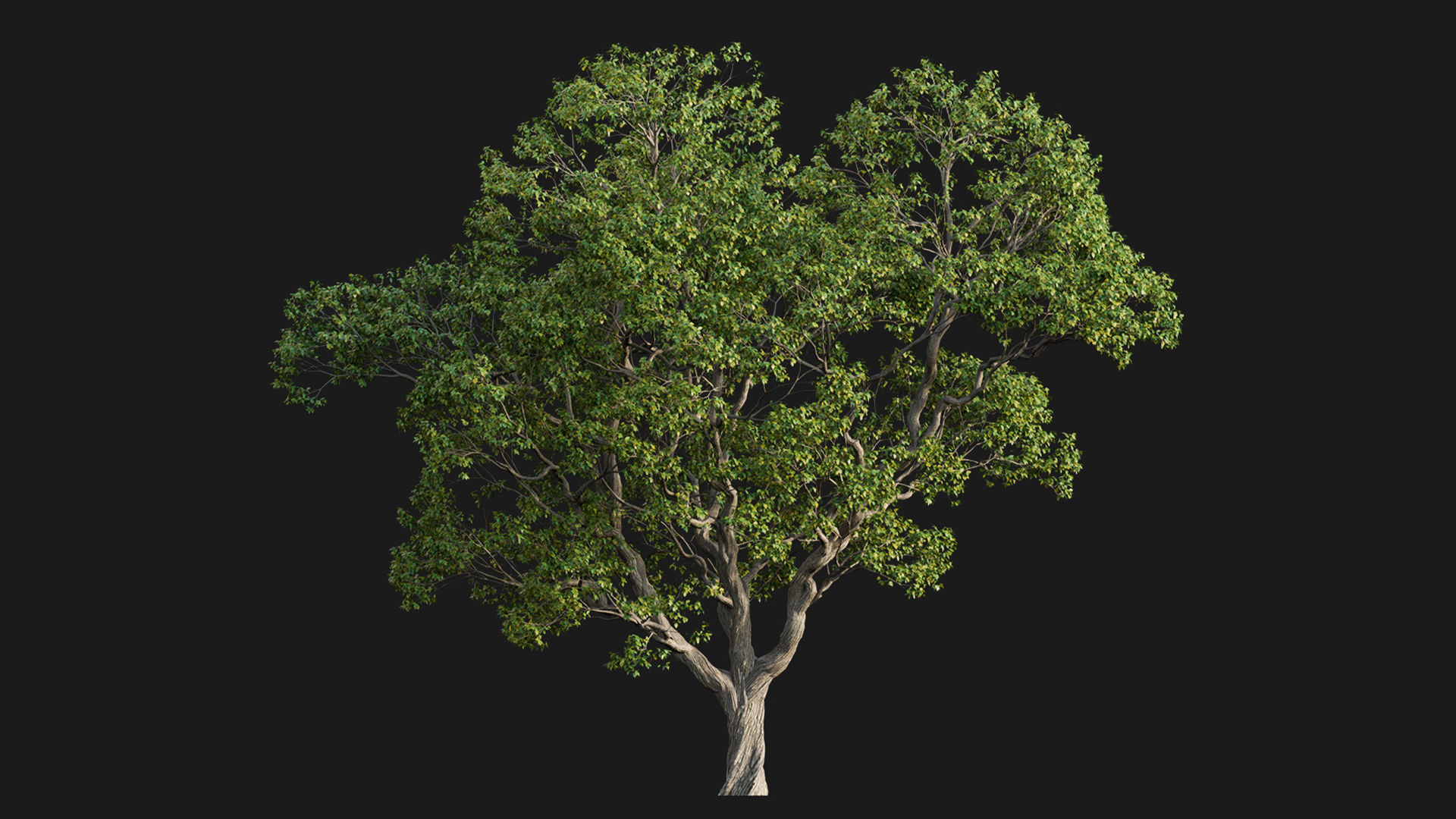 Cinnamomum camphora 02 3D model_6