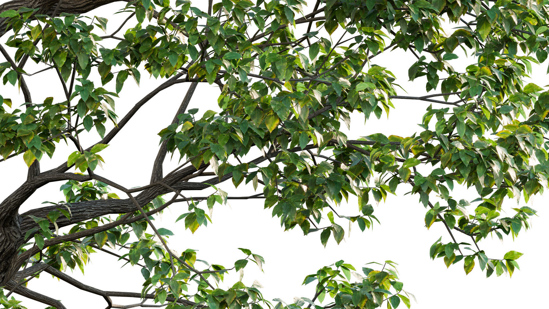 Cinnamomum camphora 02 3D model_2