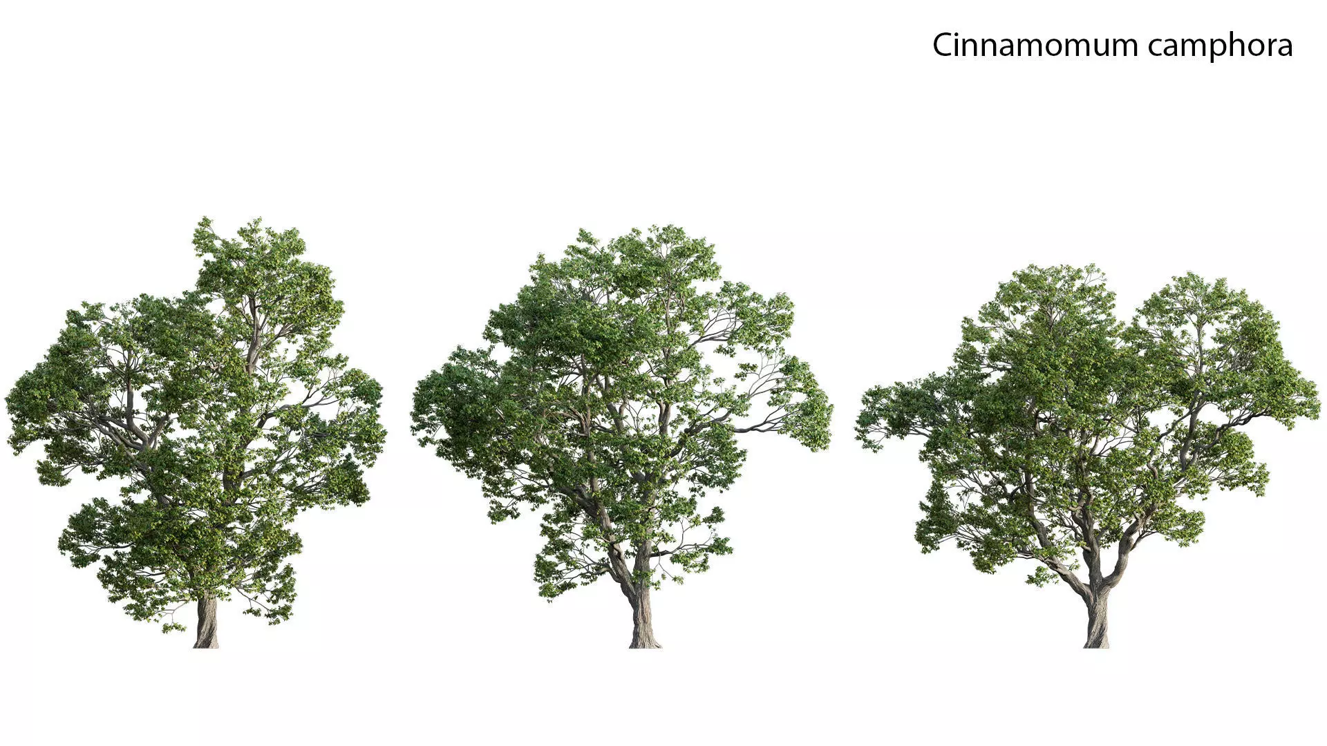 Cinnamomum camphora 02 3D model_0