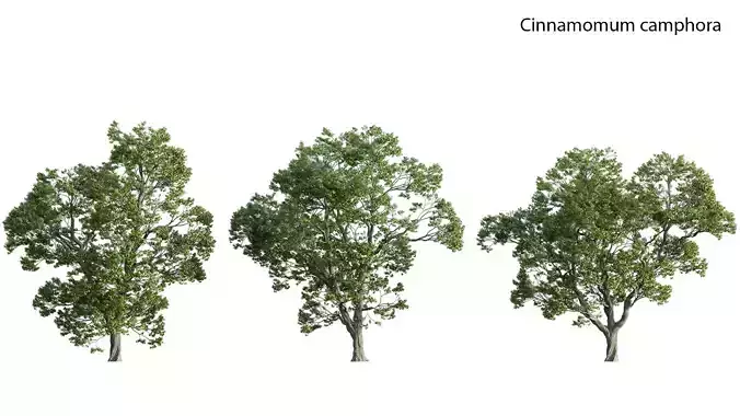 Cinnamomum camphora 02