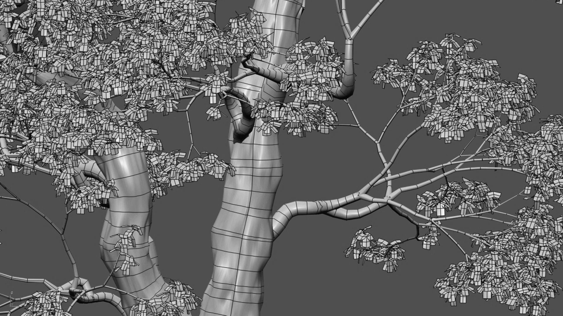 Cinnamomum camphora 02 3D model_3