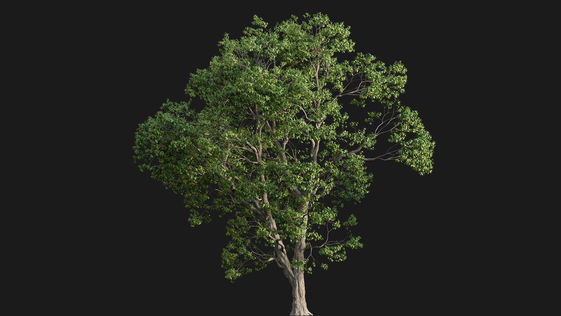 Cinnamomum camphora 02 3D model_5