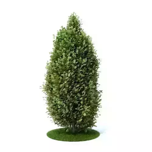 Tall Green Bush 3D model