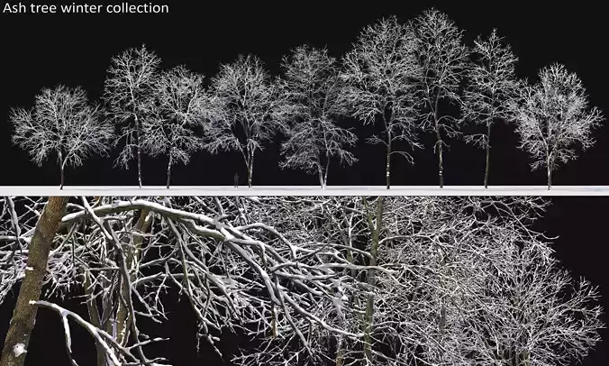 Winter ash-tree 3D Model Collection