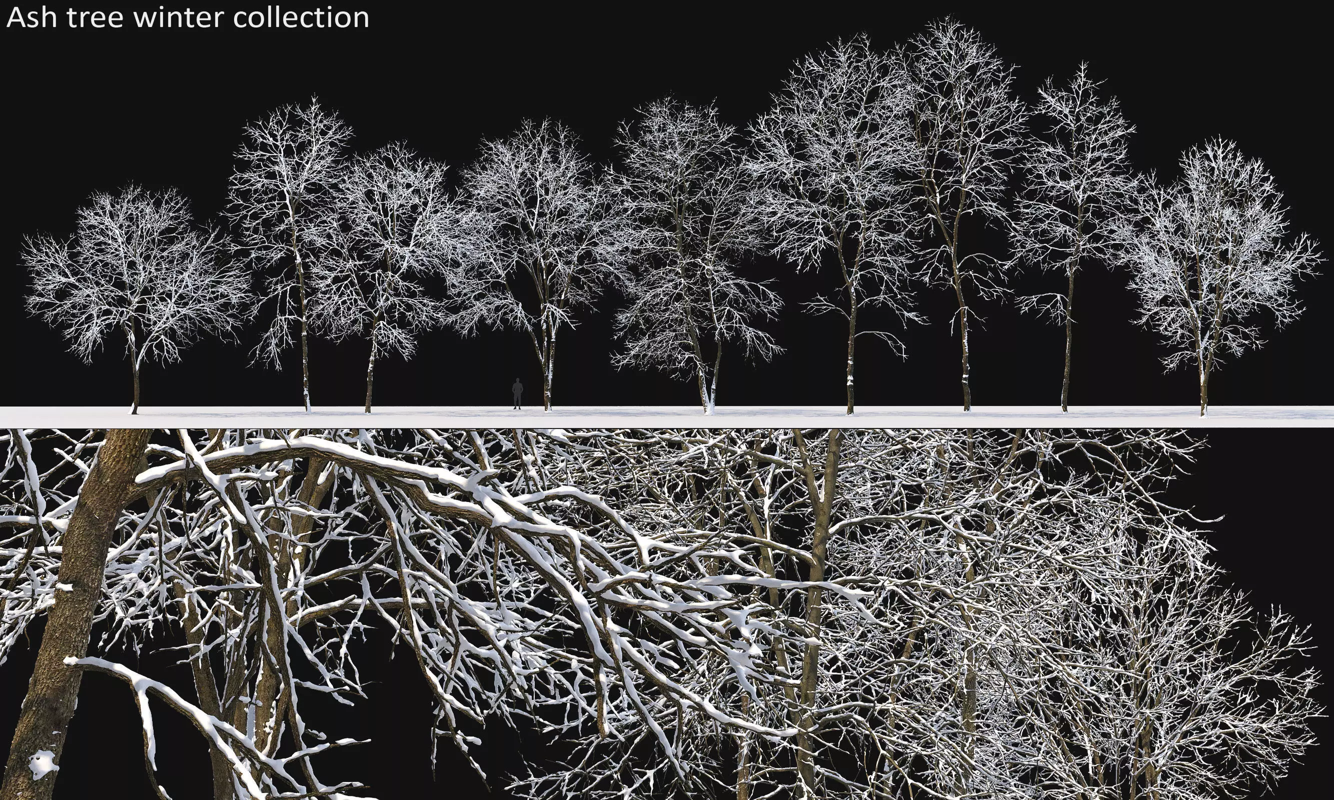 Winter ash-tree 3D Model Collection_0