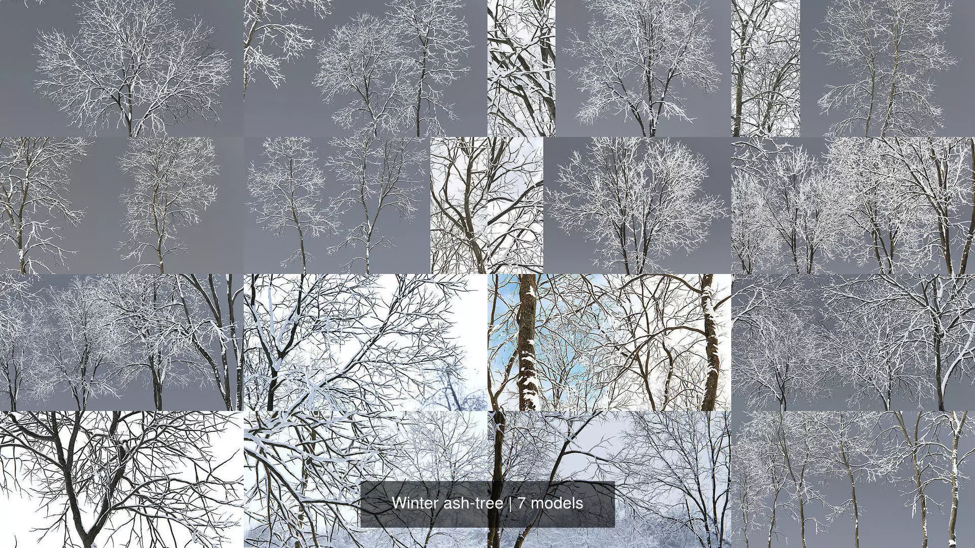 Winter ash-tree 3D Model Collection_1