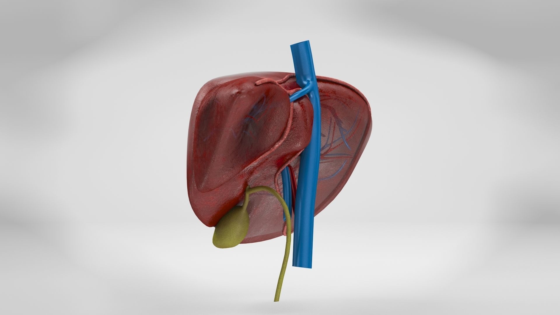 Liver Anatomy Low-poly 3D model_15