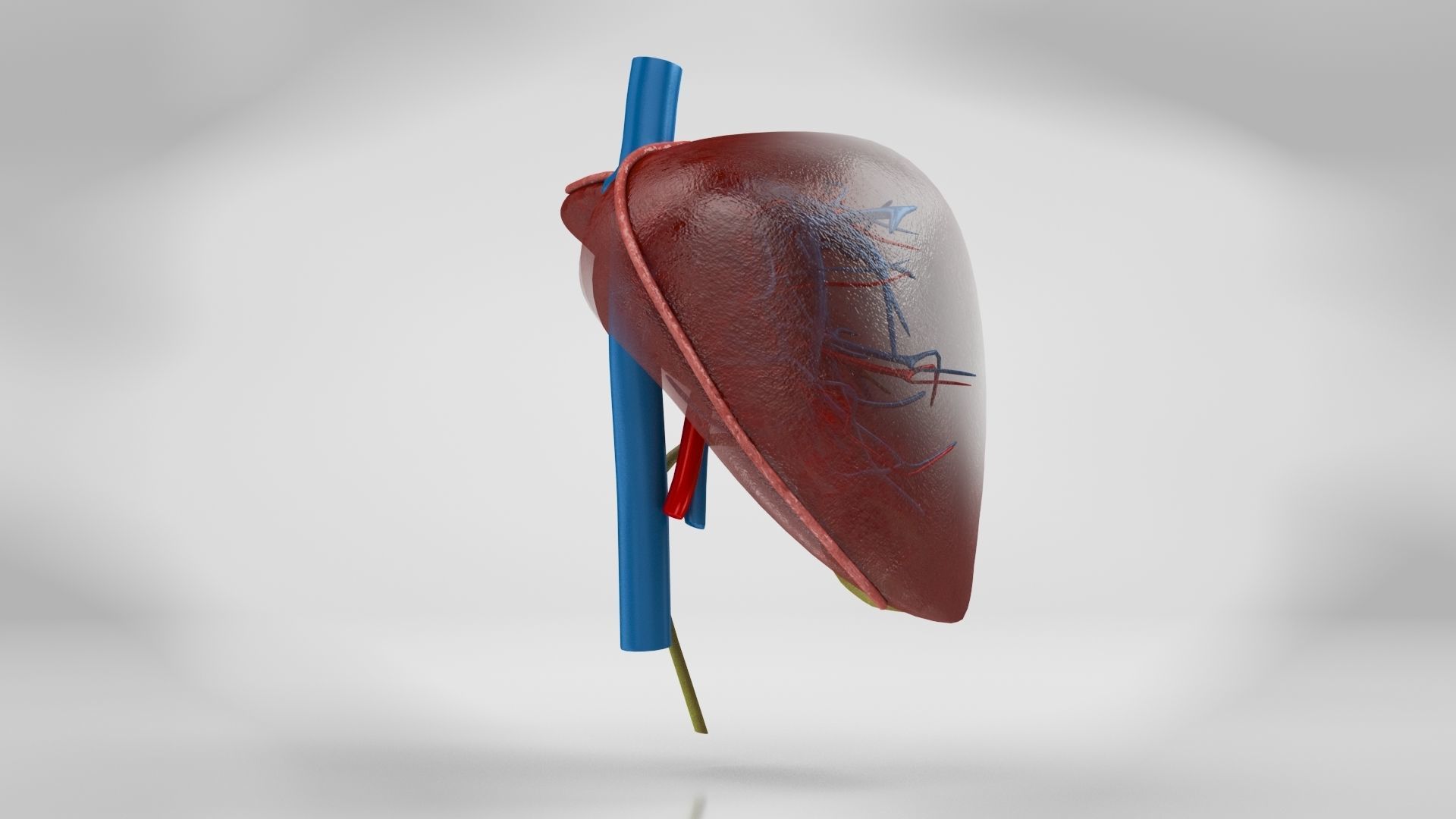 Liver Anatomy Low-poly 3D model_11