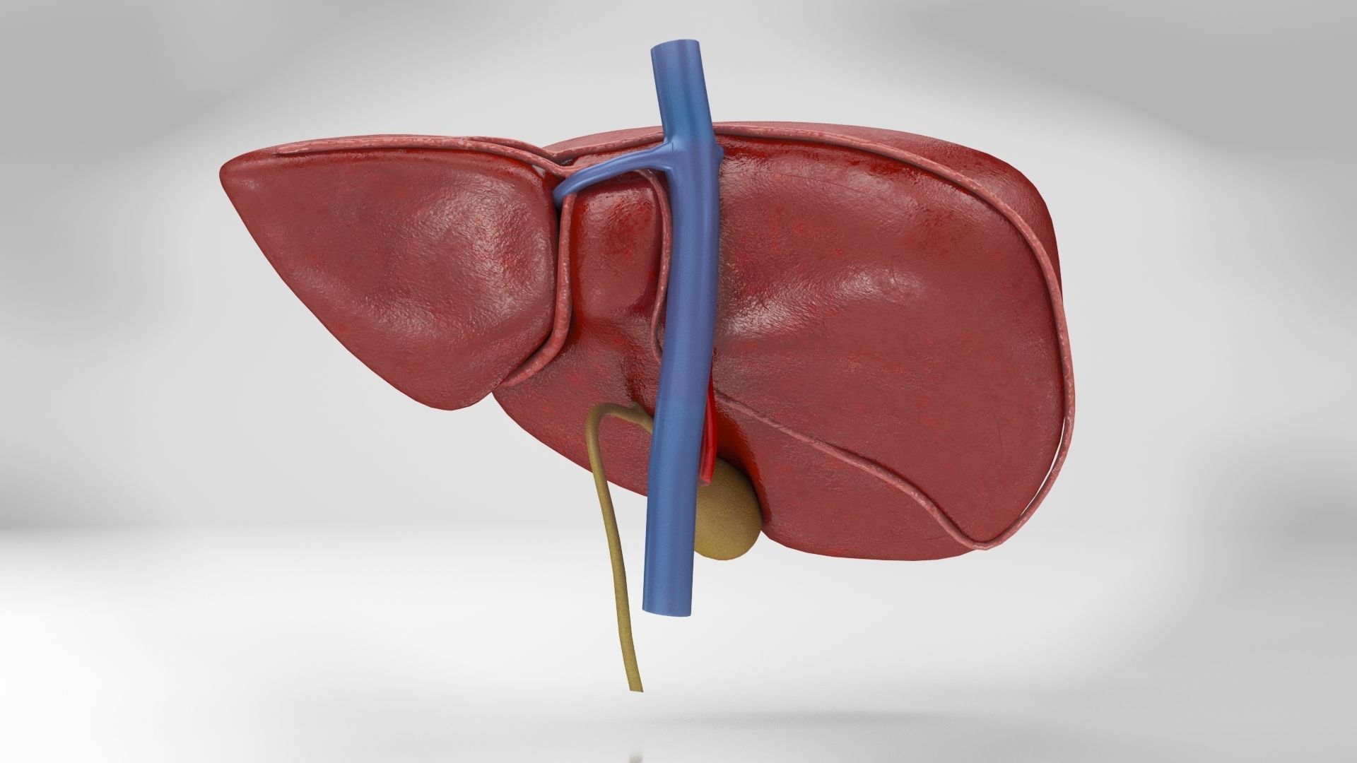 Liver Anatomy Low-poly 3D model_8