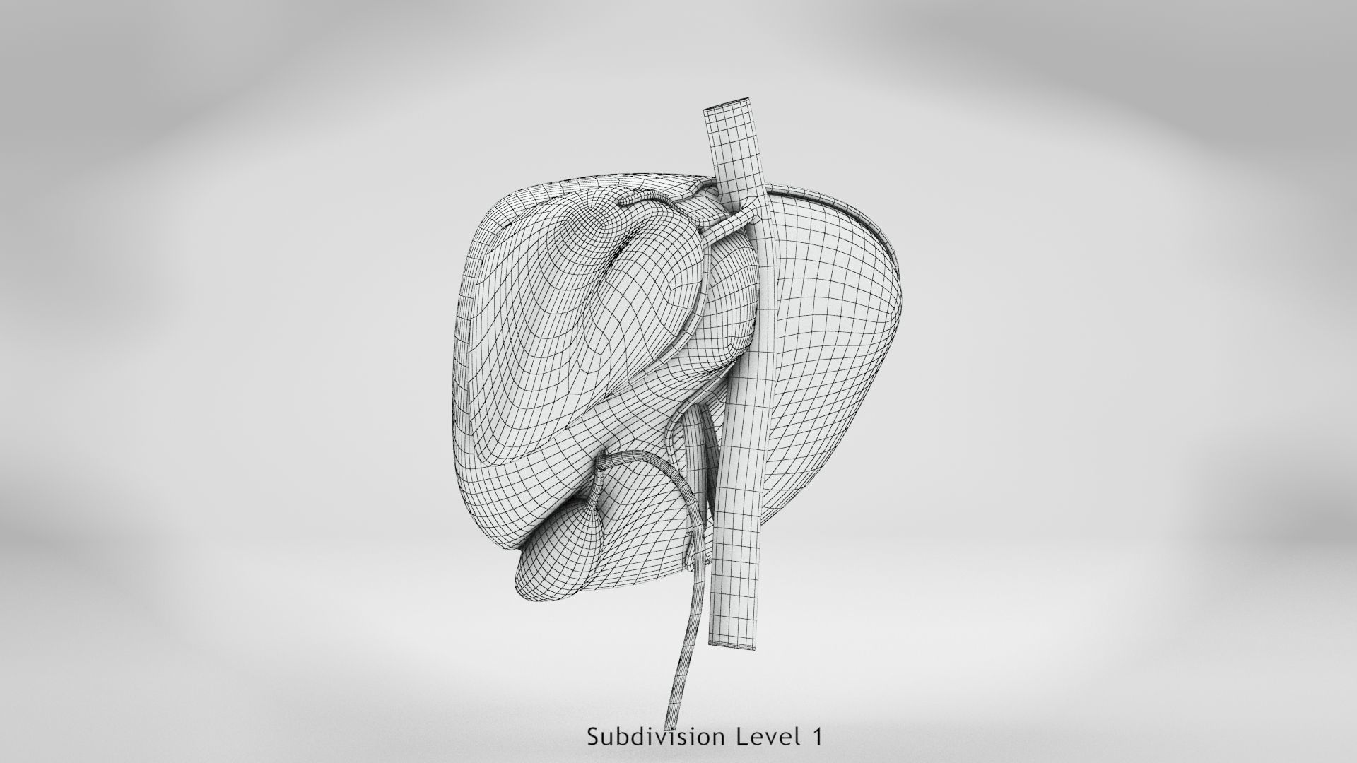 Liver Anatomy Low-poly 3D model_18