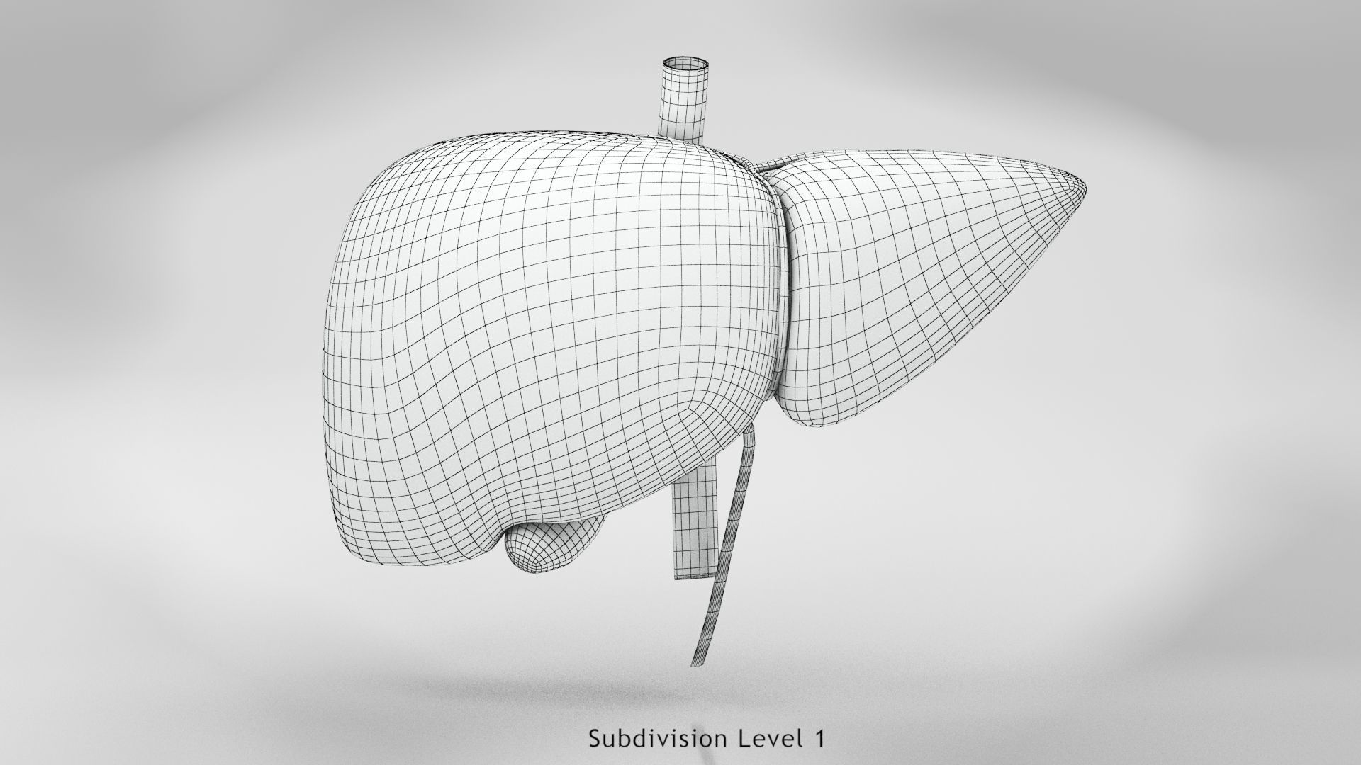 Liver Anatomy Low-poly 3D model_6