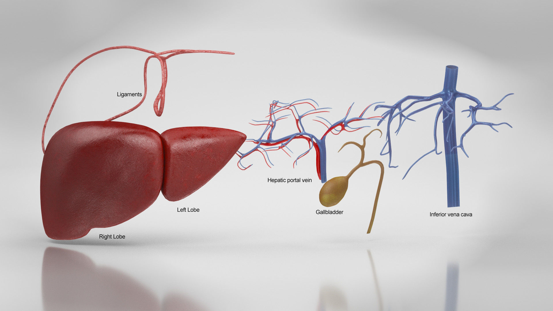 Liver Anatomy Low-poly 3D model_30