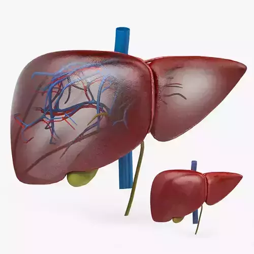 Liver Anatomy Low-poly 3D model