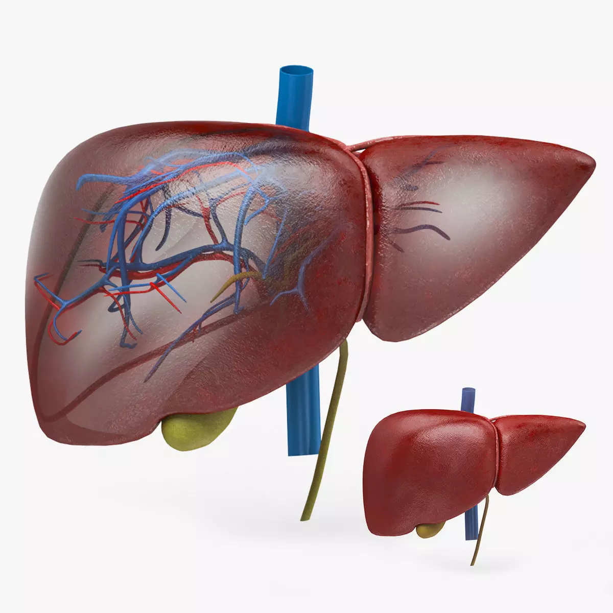 Liver Anatomy Low-poly 3D model_0