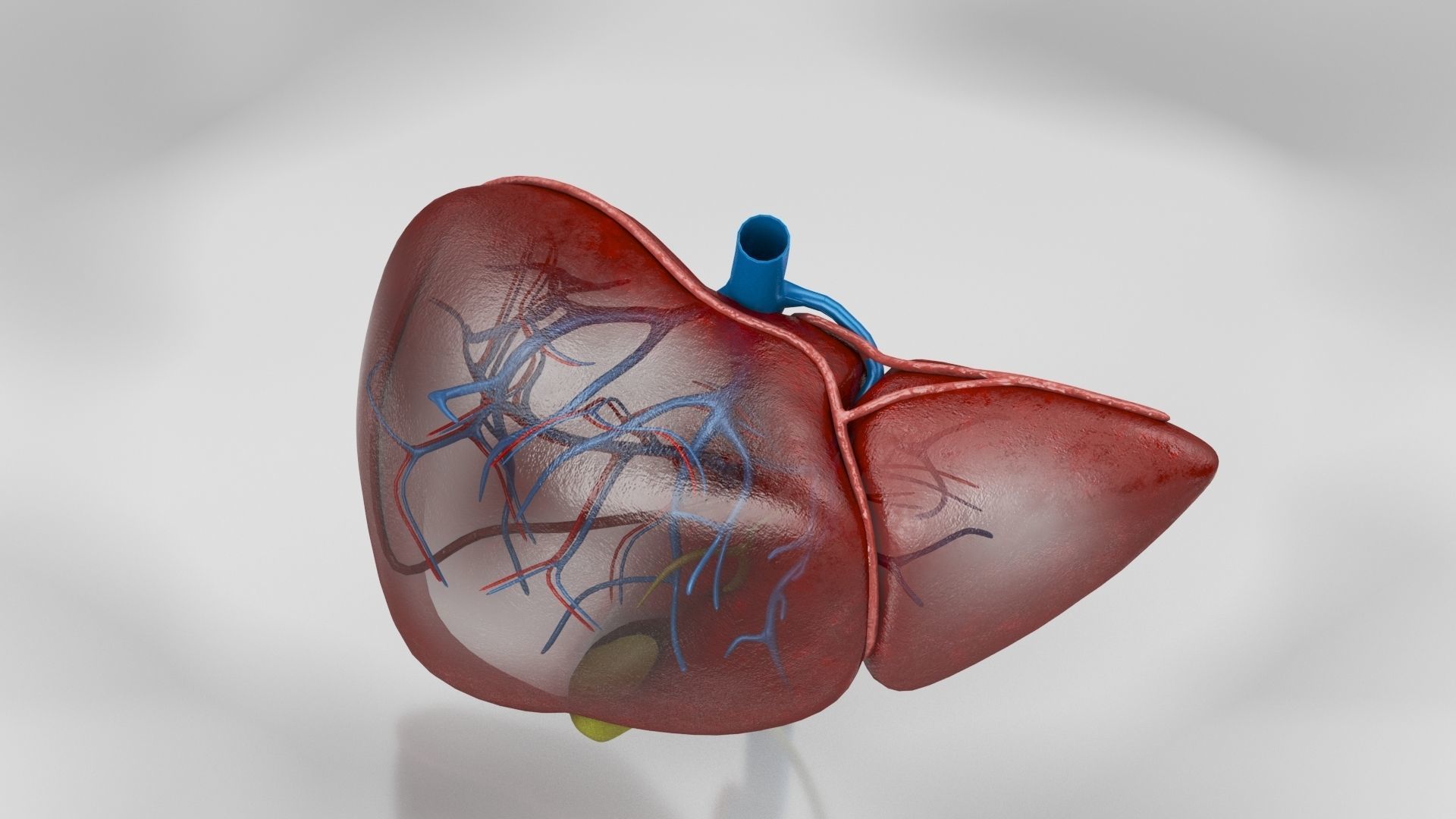 Liver Anatomy Low-poly 3D model_19