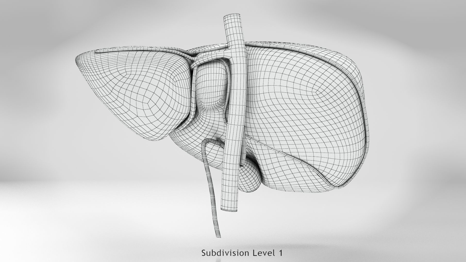 Liver Anatomy Low-poly 3D model_9
