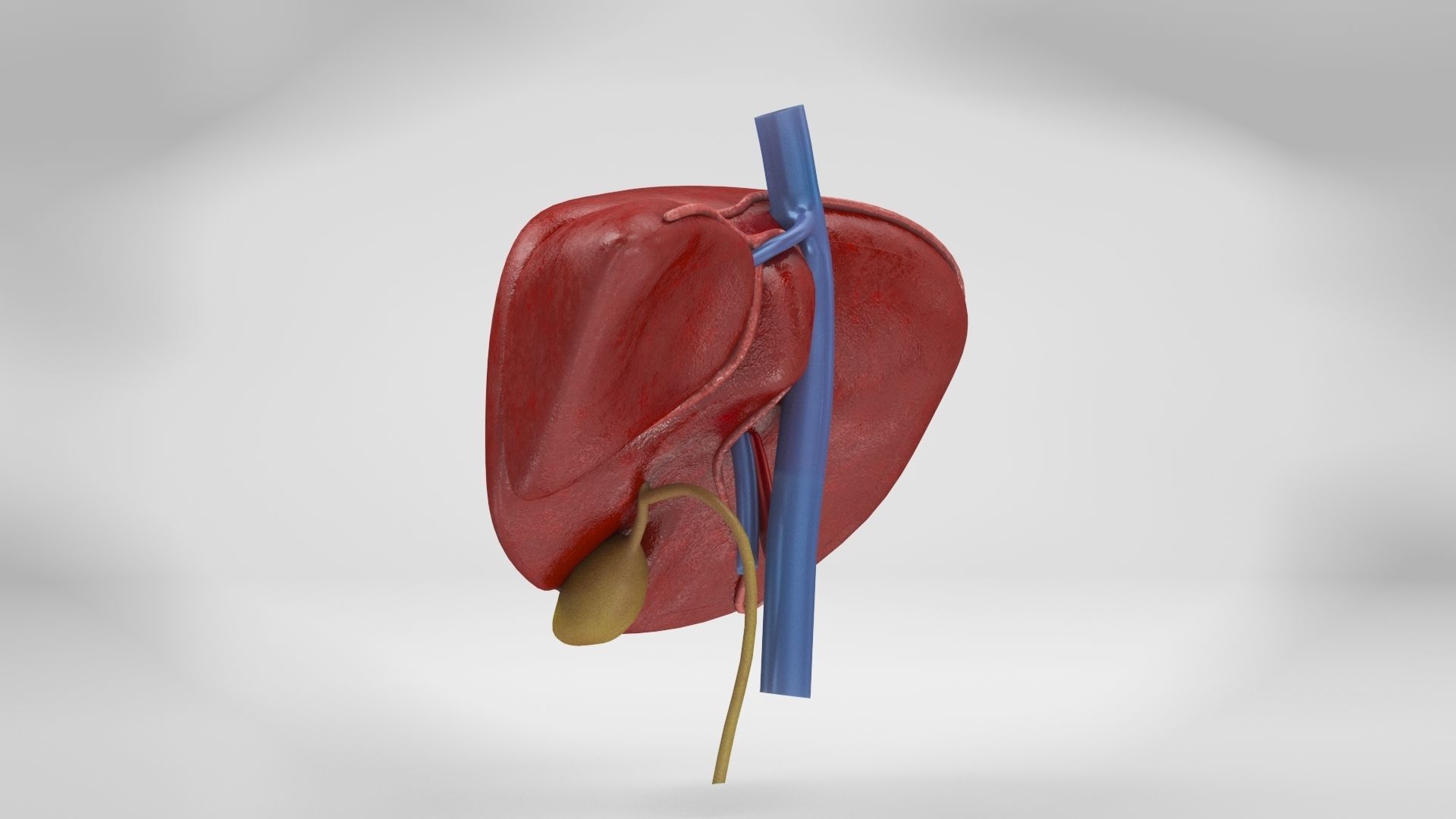 Liver Anatomy Low-poly 3D model_16