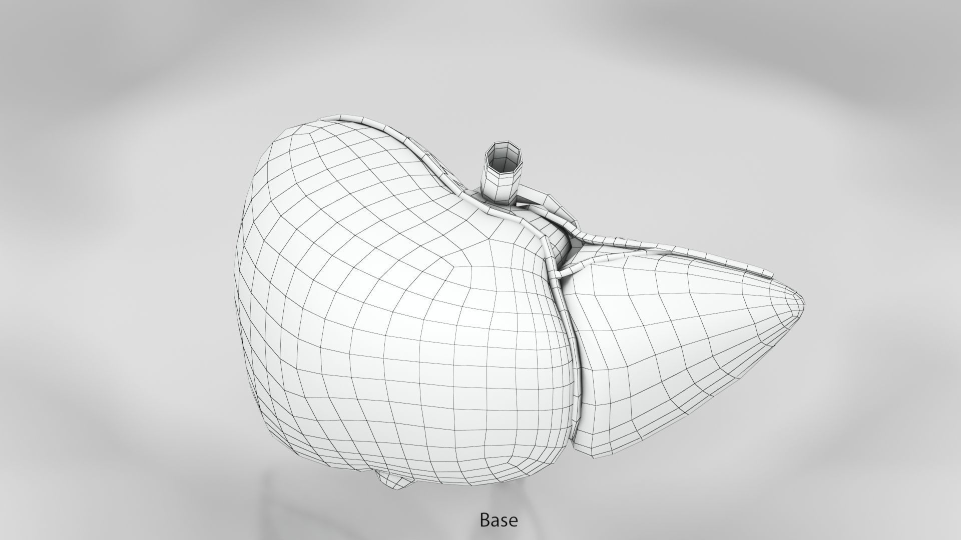 Liver Anatomy Low-poly 3D model_21