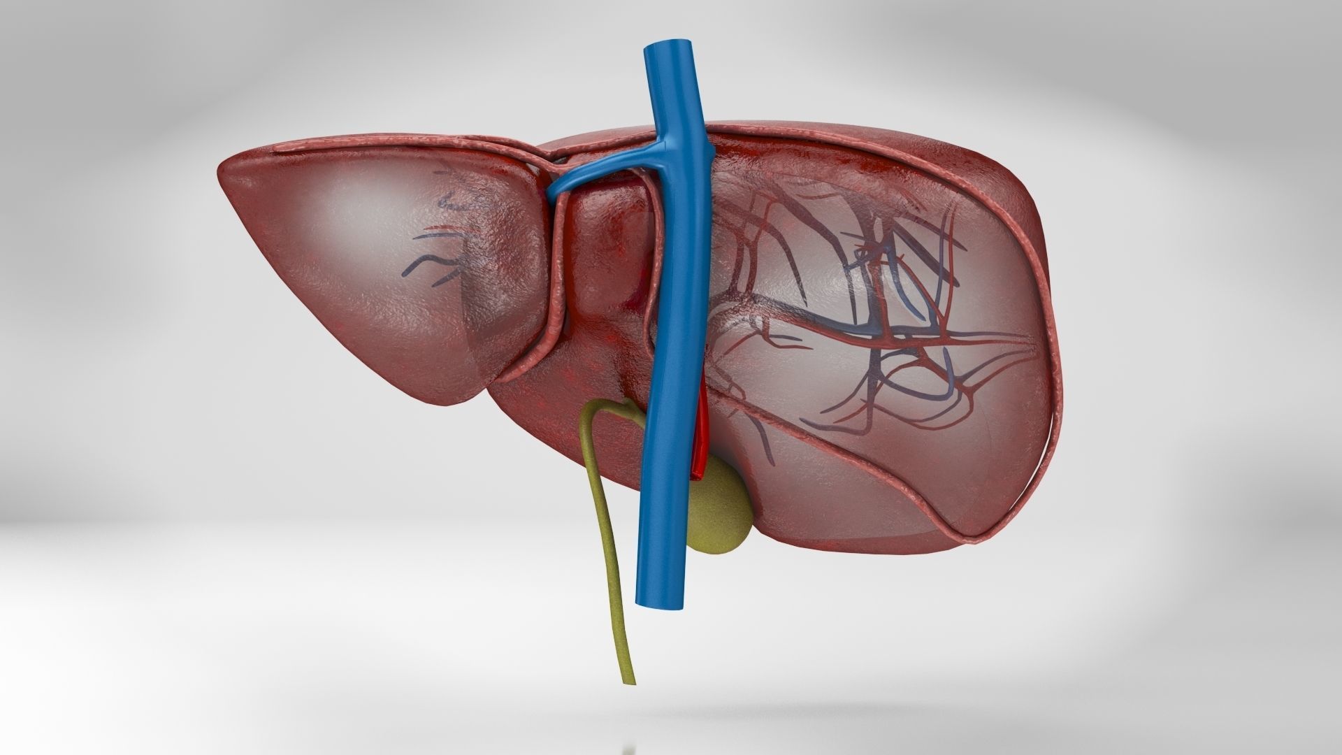 Liver Anatomy Low-poly 3D model_7