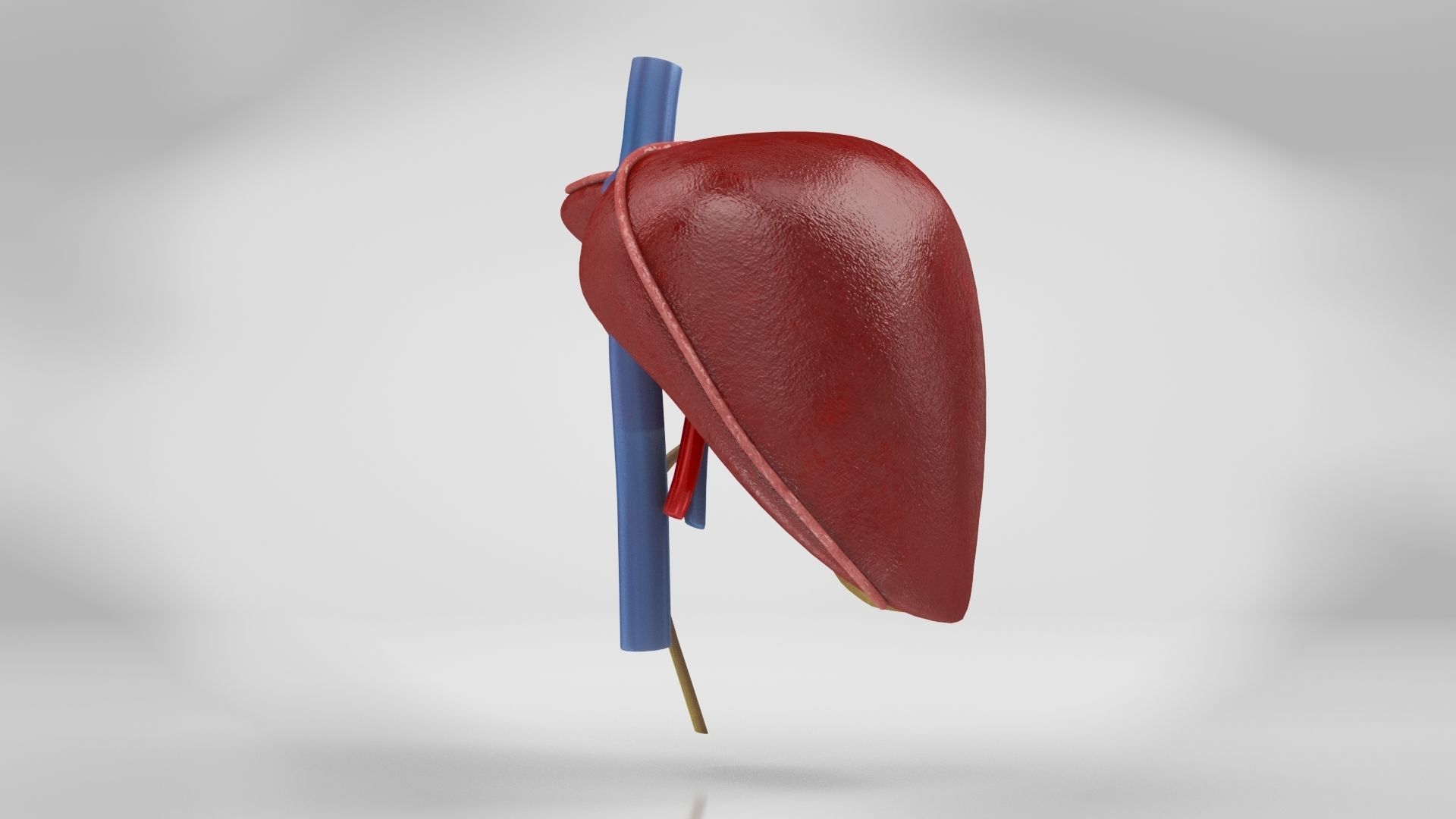 Liver Anatomy Low-poly 3D model_12