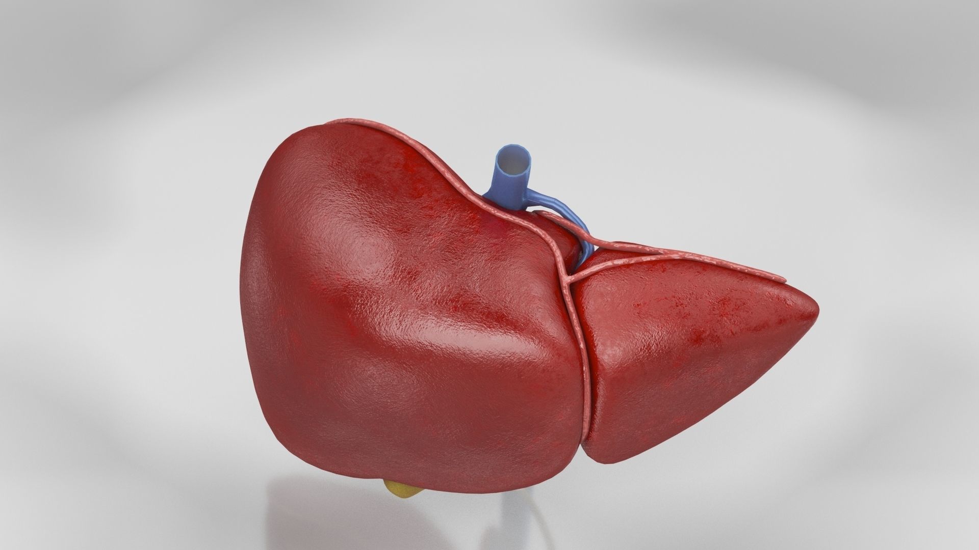 Liver Anatomy Low-poly 3D model_20