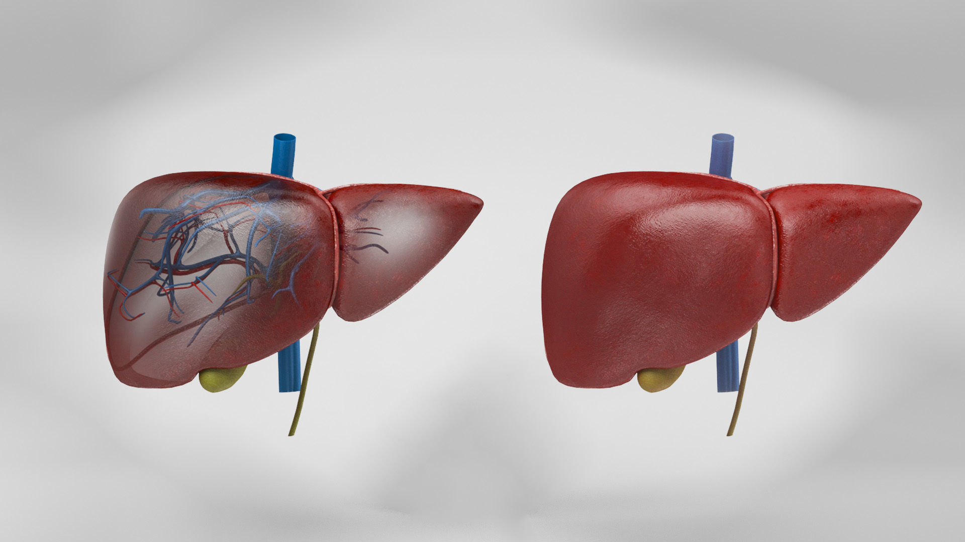 Liver Anatomy Low-poly 3D model_29