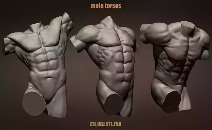 Male torsos